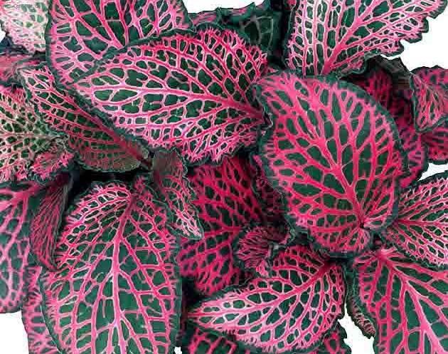 Fittonia verschaffeltii